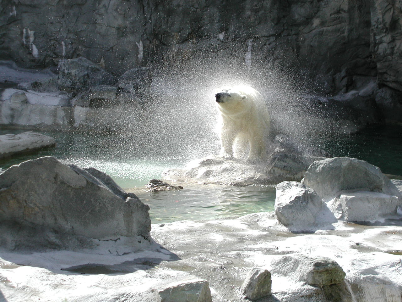 Polar Bear Shaking